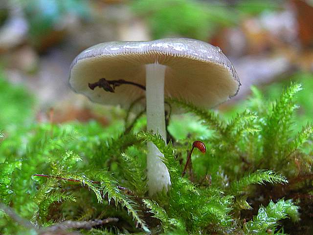 La  Flora  micologica  Alsaziana